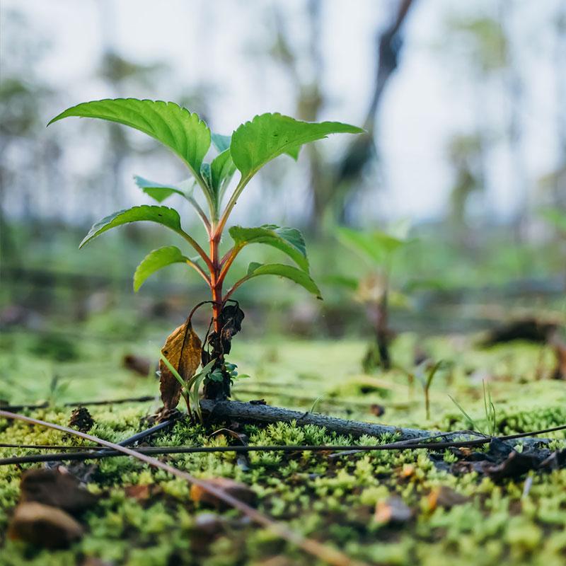 one tree planted one tree planted
