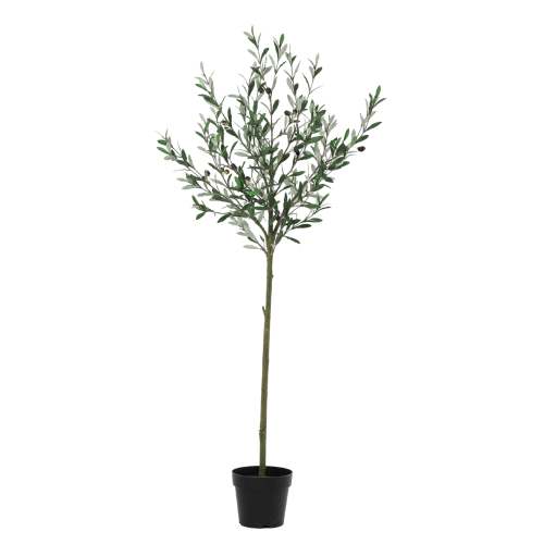 Tuscan Olive Tree x