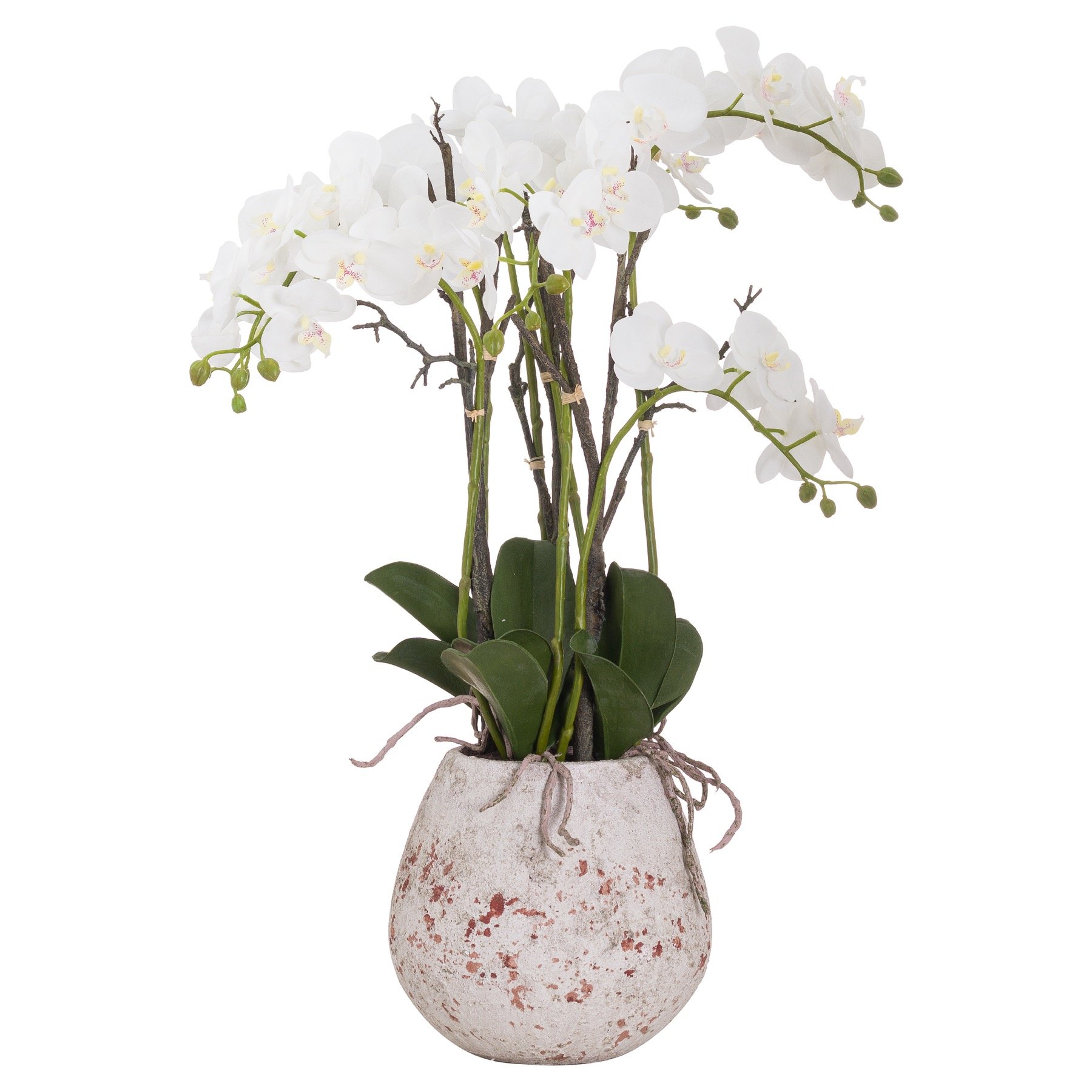 Large Stone Potted Orchid With Roots 9 jpg