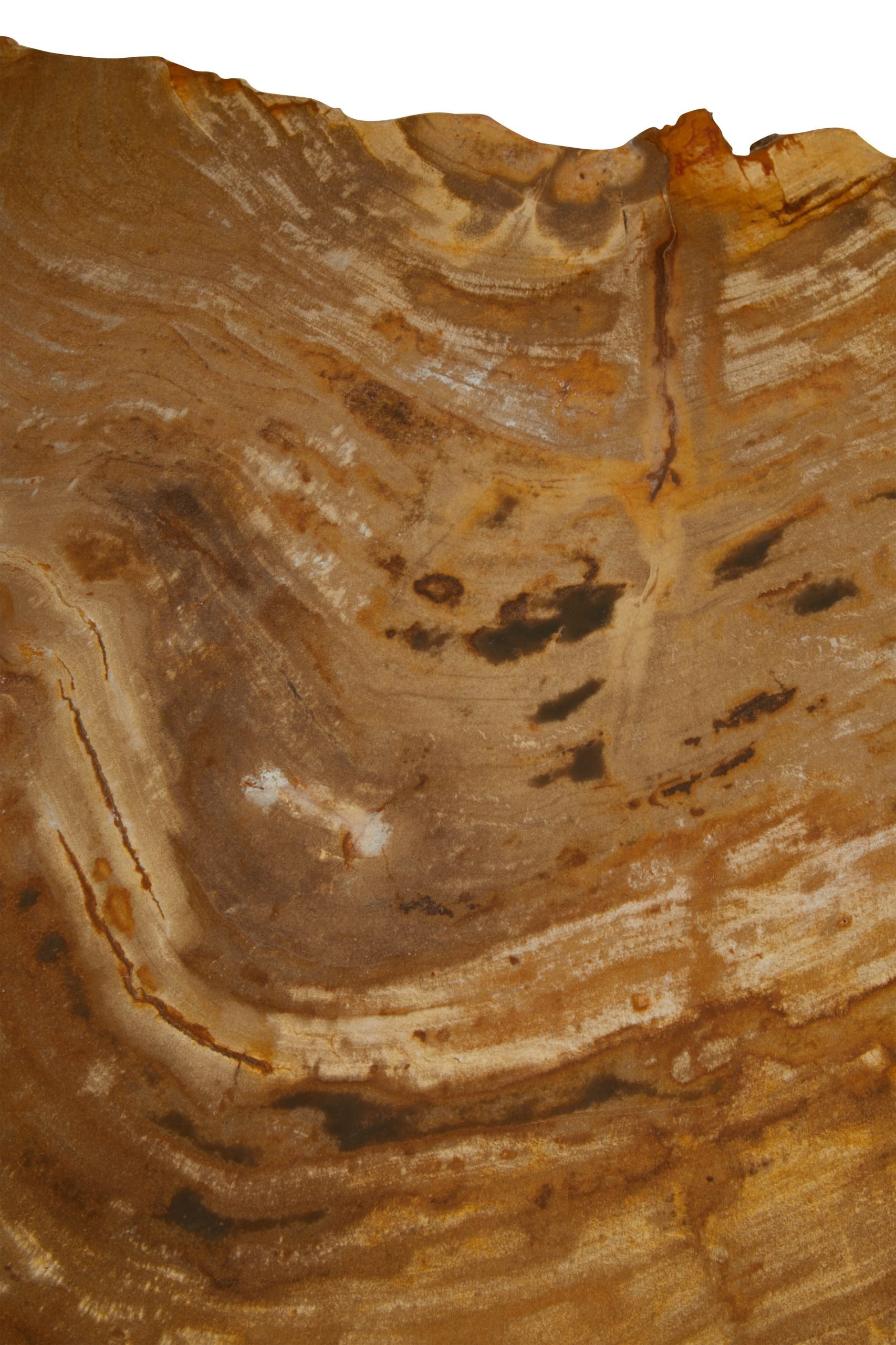 Ramioli Small Petrified Wood Side Table 4 scaled jpeg