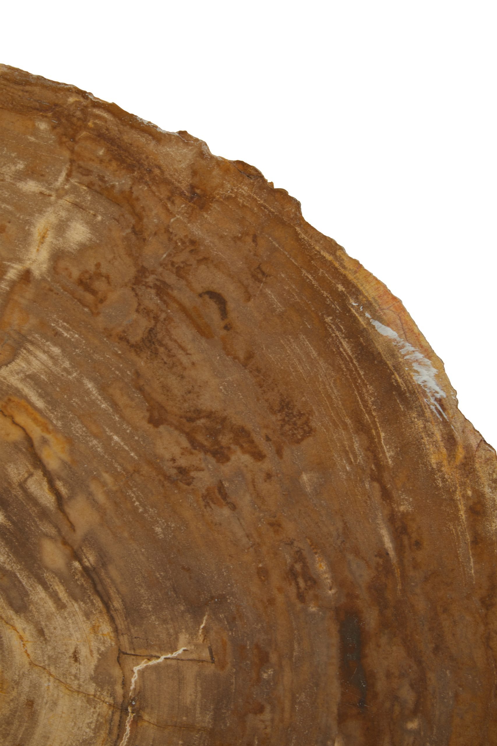 Ramioli Medium Petrified Wood Side Table 5 scaled jpeg